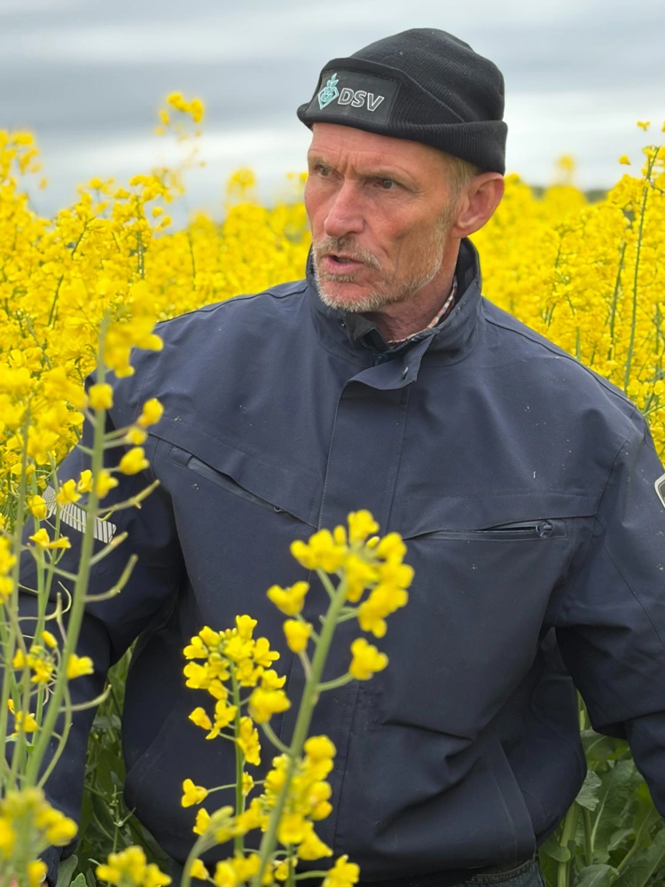 Hans Frederik Larsen, Barløsegaard nord for Assens er del af projektet »Landmandsdrevet Innovation«, hvor det undersøges, om companion crops koster udbytte i hovedafgrøden.