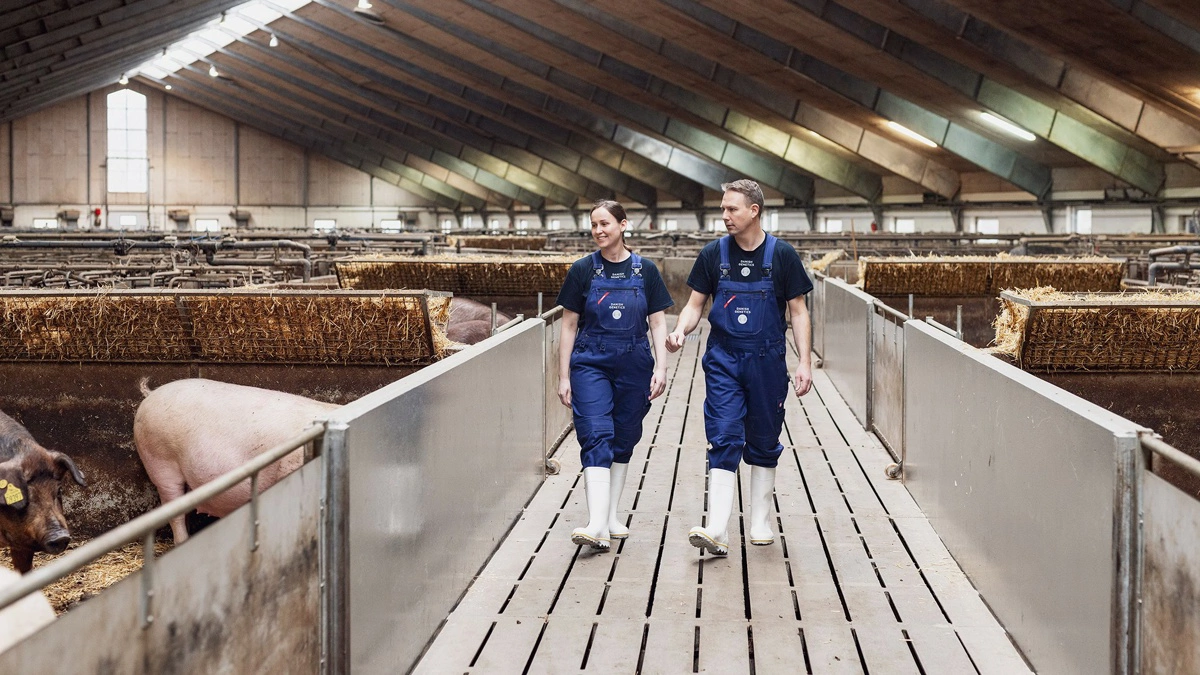 Hendrix Genetics Swine lancerer nu Nexus 100 i Danmark - en so der ifølge avlsselskabet leverer stabile og forudsigelige resultater i moderne produktionssystemer. 