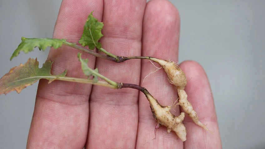 Rapsspildplanter efter rapshøst kan opformere kålbroksmitte allerede tre uger efter fremspiring, fordi jordtemperaturen er høj.