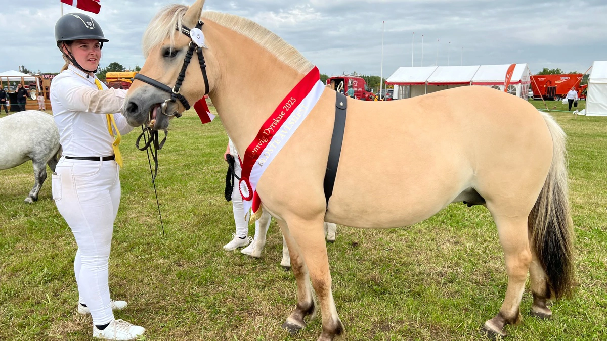 Sidste år var det fjordhoppen fra Tina Laumann Møller, Ulfborg Kirkeby, som blev kåret til bedste avlshest. 