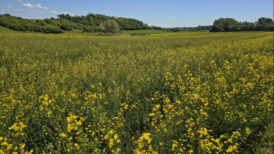Sådan ser enkelte rapsmarker ud netop nu efter ubehandlede angreb af glimmerbøsser medio april. Foto:  Hans Jørgen Bak, Agriadvice
