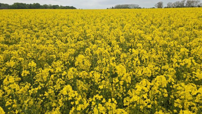 På samme dag, som fotoet af den ubehandlede rapsmark til højre er taget, ser en anden rapsmark således ud med kraftig, ens blomstring. Foto: Hans Jørgen Bak, Agriadvice