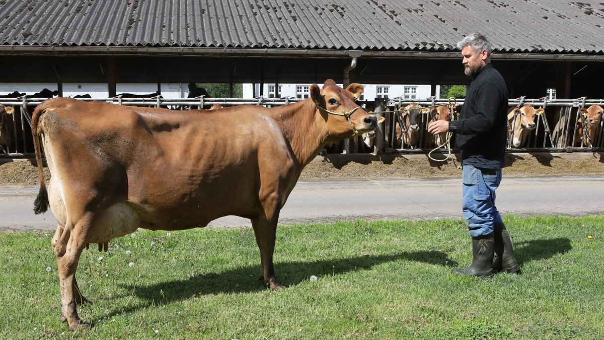 Fodermester Esben Graversen har udvalgt de fire Lykkesholm-køer som kommer på dyrskue i Odense. Her viser han nr. 4570, der aktuelt yder 50 kg mælk dagligt. Foto: Erik Hansen

