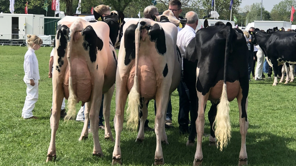 Bedste Holstein-besætningsgruppe blev disse tre køer fra Villemajgaard i Lintrup.