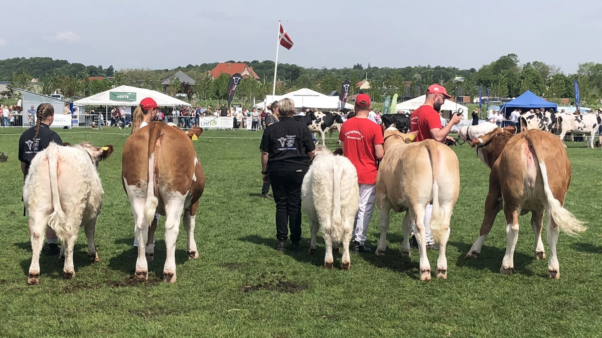 Kødkvæget satte rekord med 126 dyr på dyrskuepladsen i Aabenraa i år. Her gælder det interbreed-konkurrencen.