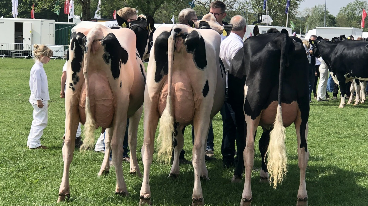 Bedste Holstein-besætningsgruppe blev disse tre køer fra Villemajgaard i Lintrup.