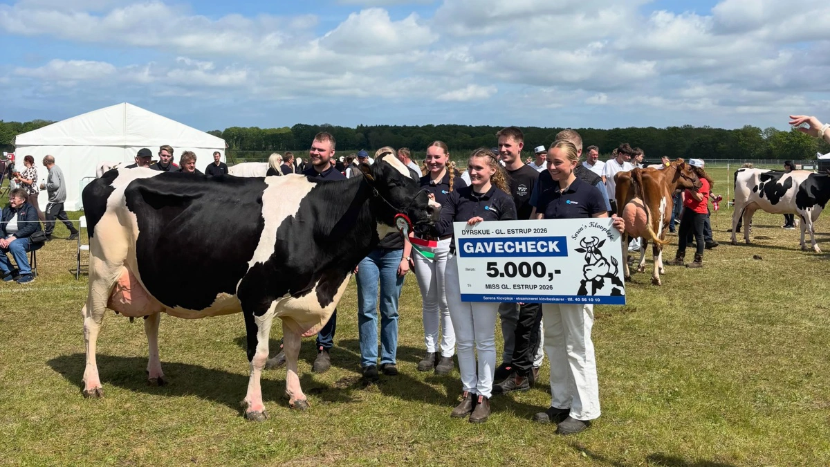 Bedste ældre holstein og Miss Gl. Estrup: Højgaard I/S, Kjellerup.