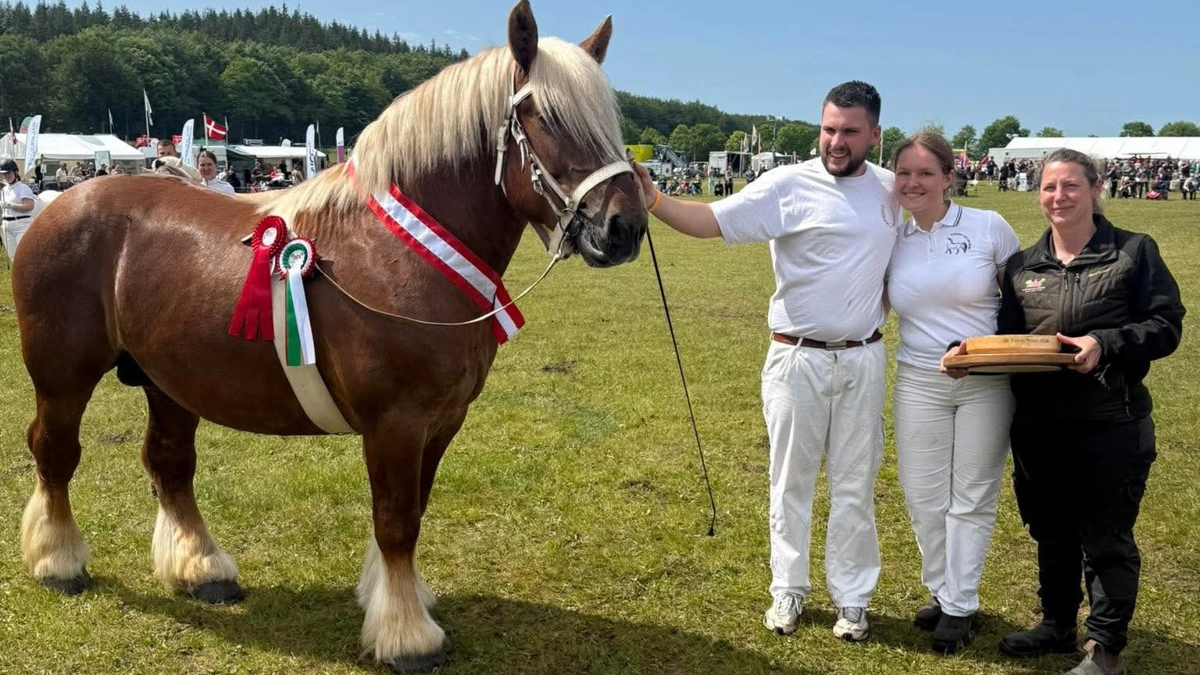 Bedste hingst: Magne, Jydsk hest fra Søren Ask Moesgaard. 