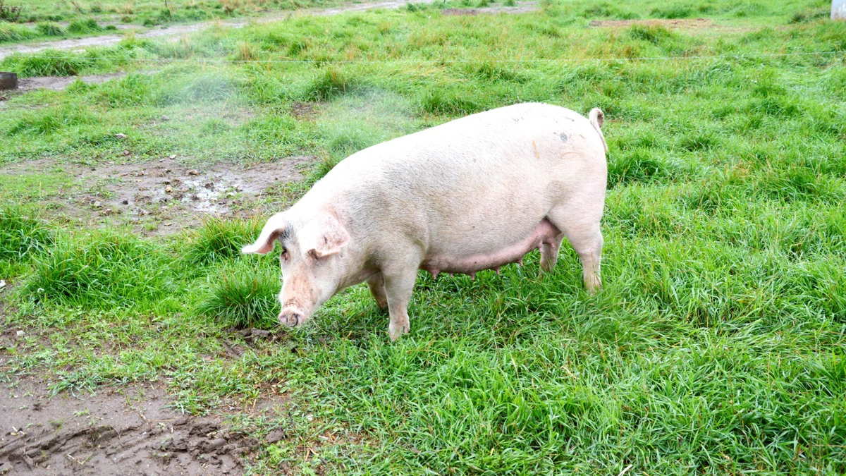 Ifølge Innovationscenter for Økologisk Landbrug har tidligere danske forsøg med søer vist, at drægtige søer i gennemsnit æder ca. 2,4 kg græs pr. dag på en standardgræsblanding. 