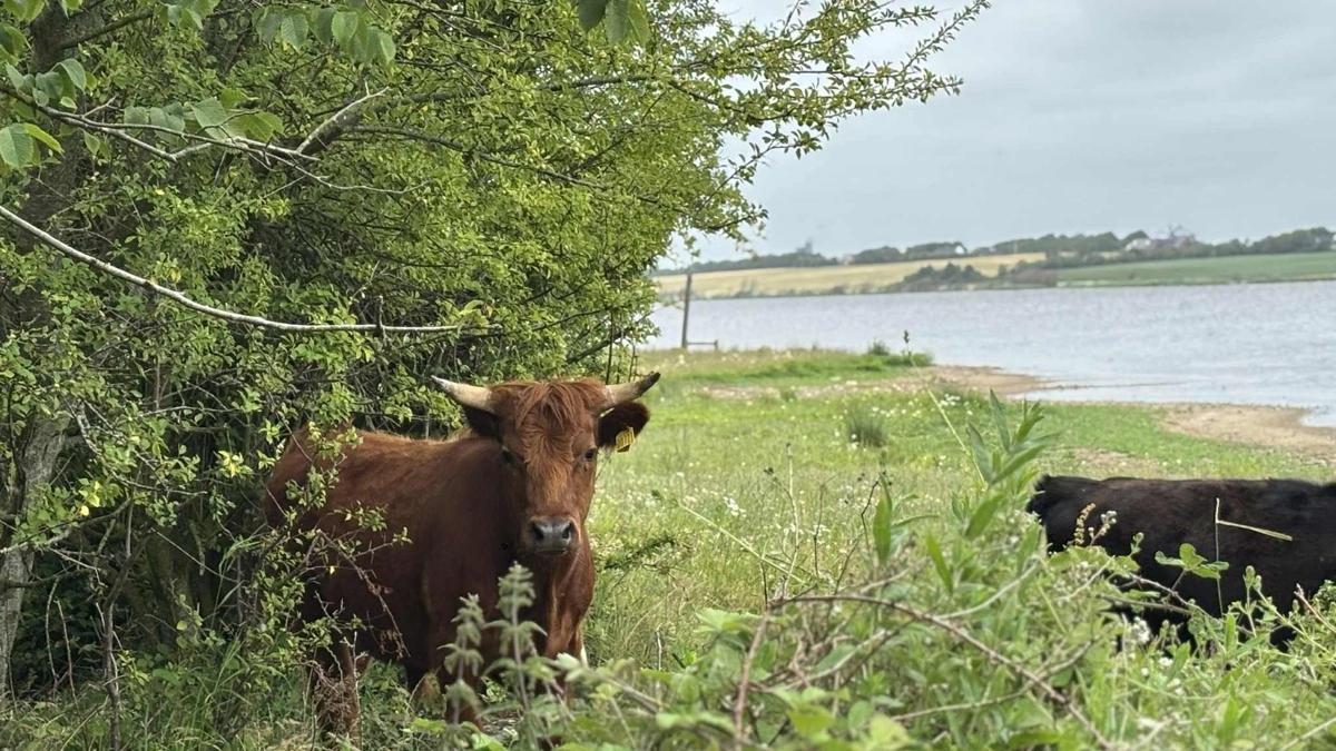 Grøn Trepart vil øge behovet for græssende dyr på nye naturarealer. Fjordland lancerer nu en rådgivningsindsats, der skal gøre naturforvaltning med dyr til en professionel driftsgren. Fotos: Fjordland