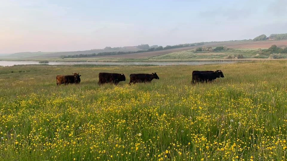 Græssende dyr kan få en central rolle i forvaltningen af de mange nye naturarealer, der ventes som følge af Grøn Trepart.For det kræver både faglighed, økonomi og langsigtet drift, hvis arealerne skal udvikle sig til robuste naturområder med mere biodiversitet.
