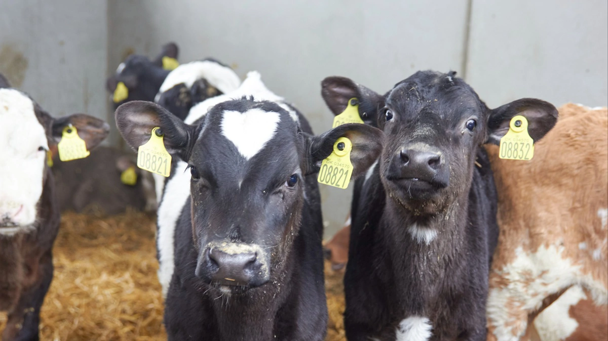 Vitello Agro lancerer ny kalvenotering for at holde flere danske kalve hjemme og sikre fair, gennemsigtige priser. Arkivfoto: Tenna Bang