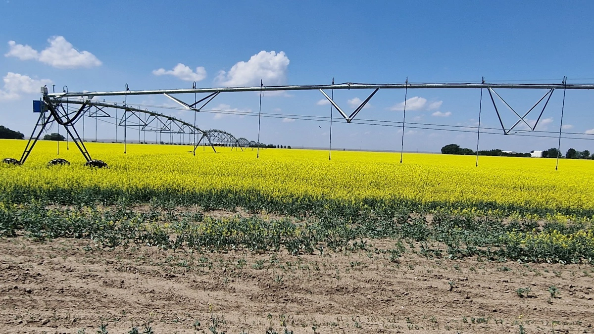 Canadiske canola-lagre vokser og dæmper rapsmarkedet, men oliepriser og vejr-risici holder fortsat priserne oppe. Arkivfoto: Jørgen P. Jensen