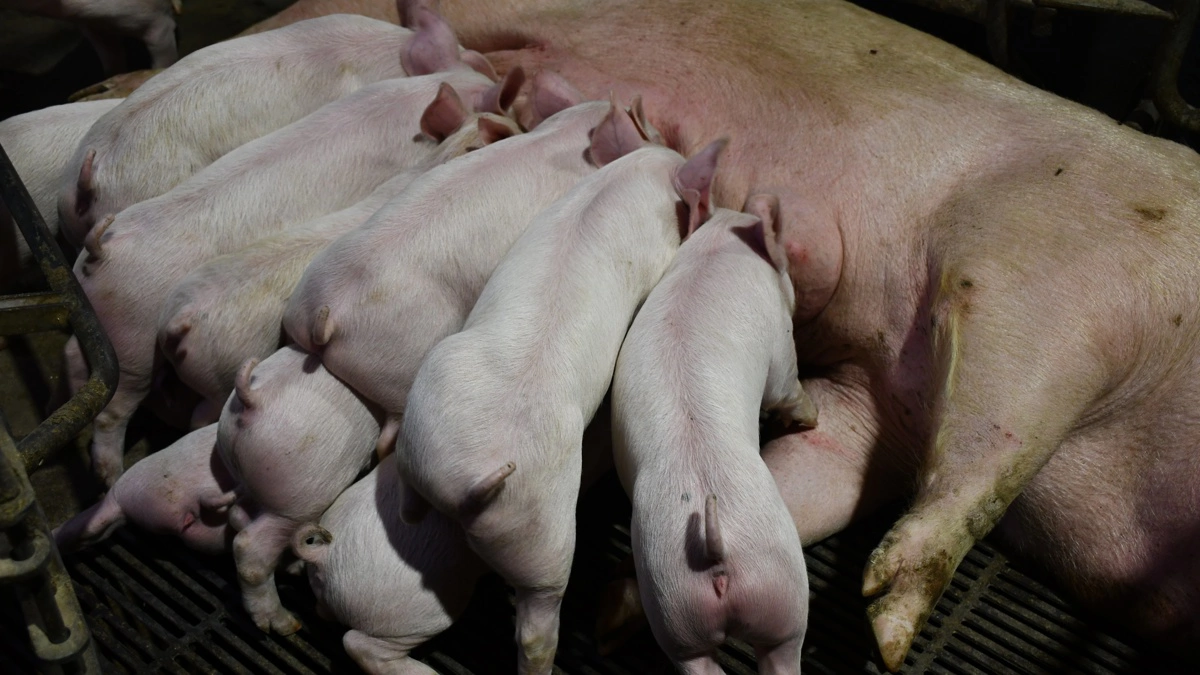 En diegivende so drikker op til 50 liter vand dagligt.