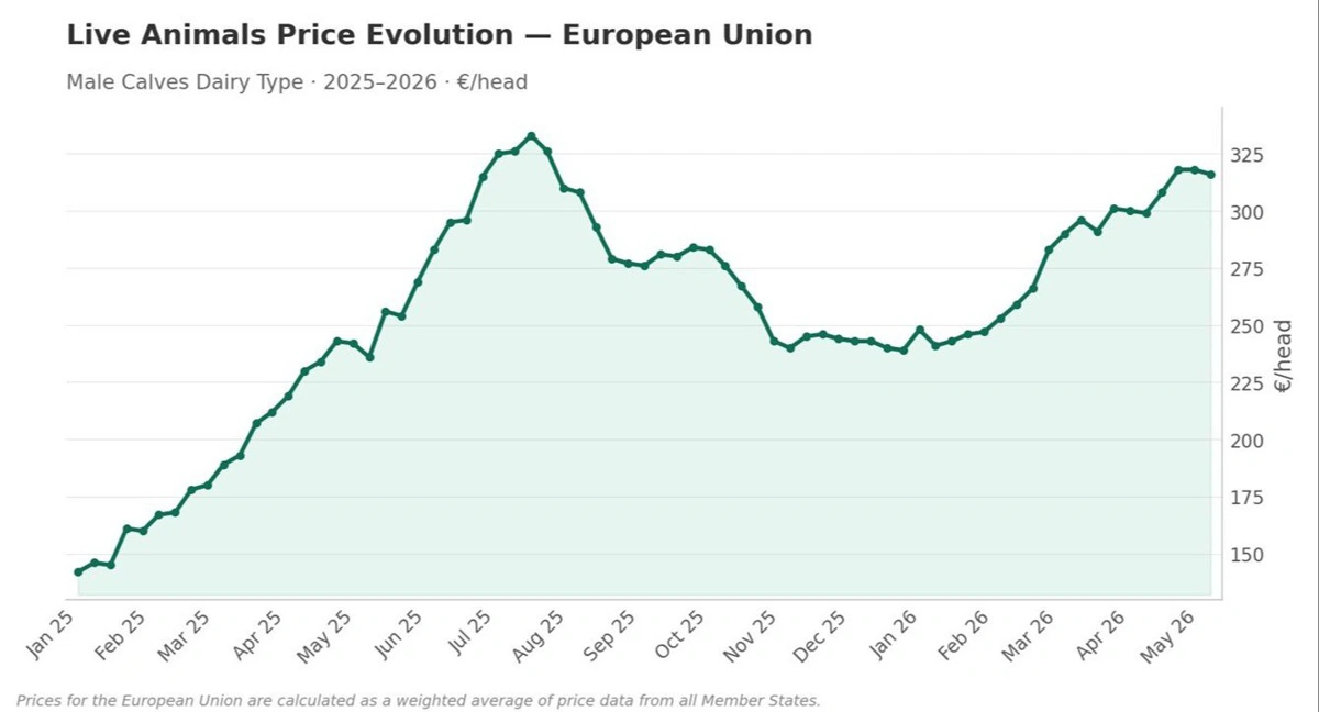 Figur 3: Udvikling i den gennemsnitlige afregningspris på spædekalve i EU. Kilde: Agridata.ec