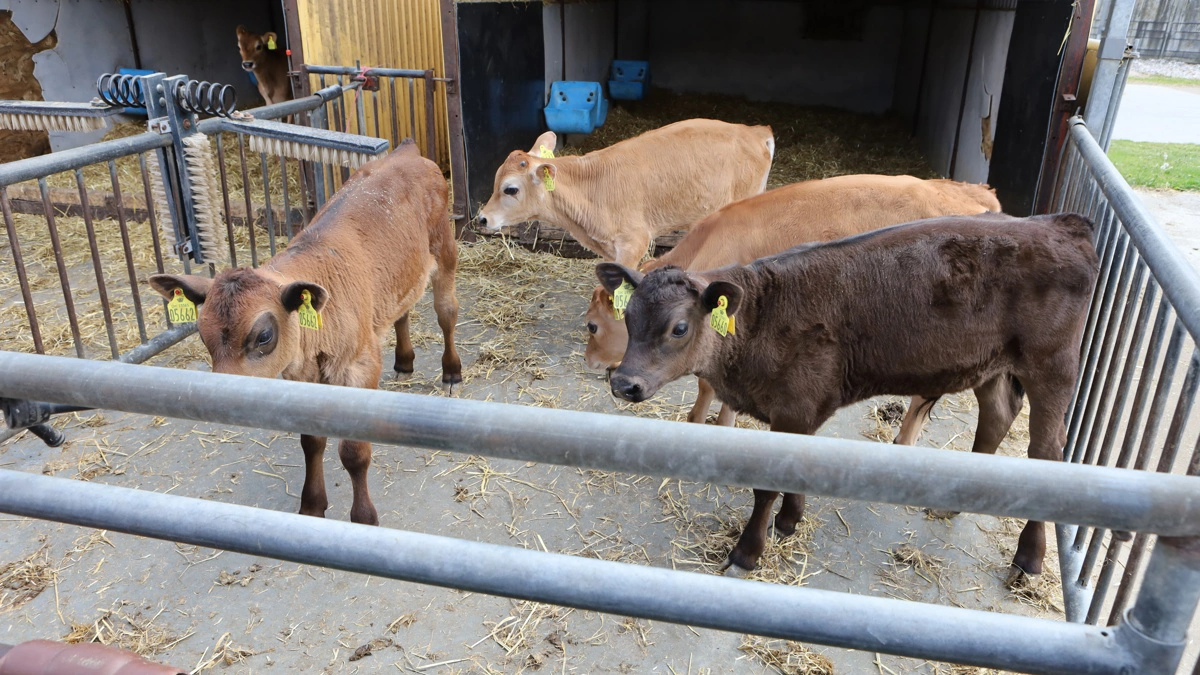 Både de renracede jerseykalve og Angus-krydsninger fra køer, der ikke anvendes til avl, leveres til Dansk Kalv, lige inden de bliver 12 måneder.