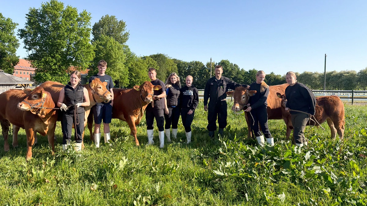 12 elever fra Bygholm Landbrugsskole udstiller fem dyr af limousineracen. Nogle af dem ses her sammen med kvægbrugslærer Jens Thaysen, der er med til at arrangere Horsens Dyrskue. Foto: Bygholm Landbrugsskole