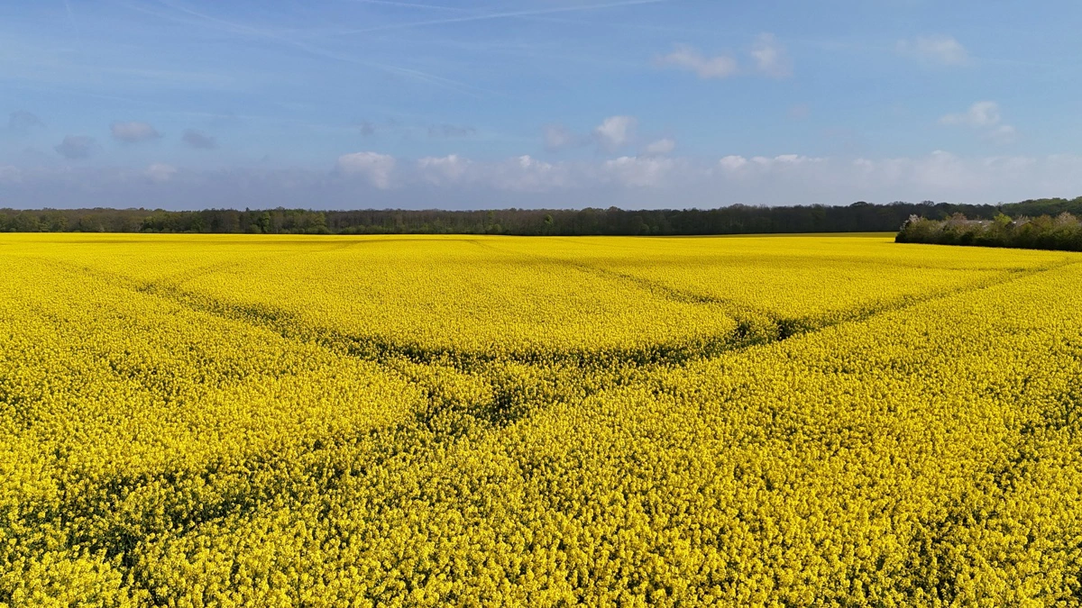 Ifølge analyse- og handelsrådgivningsfirmaet AgroMarkets understøttes rapsmarkedet fortsat af stigende produktion og større arealer i Canada og Australien, mens EU ventes at få lidt lavere udbytter. Arkivfoto: Per Jørgensen