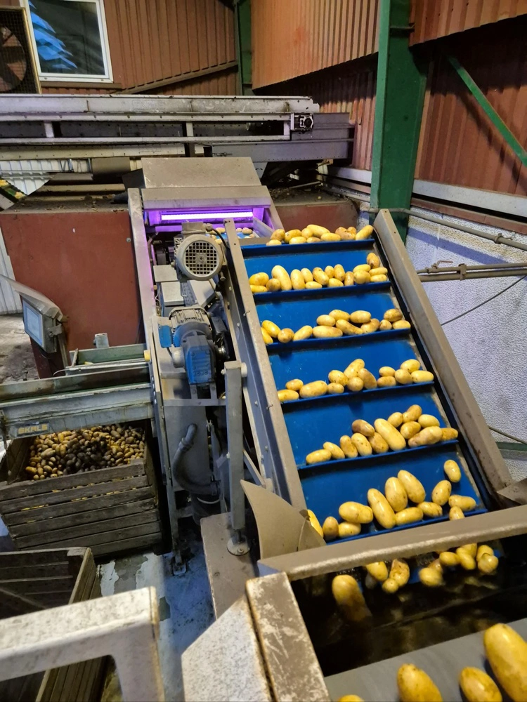 Teknologier som optisk sortering, automatiseret vejning, flowpack og palletering spiller en stadig større rolle hos Manter Nordic.