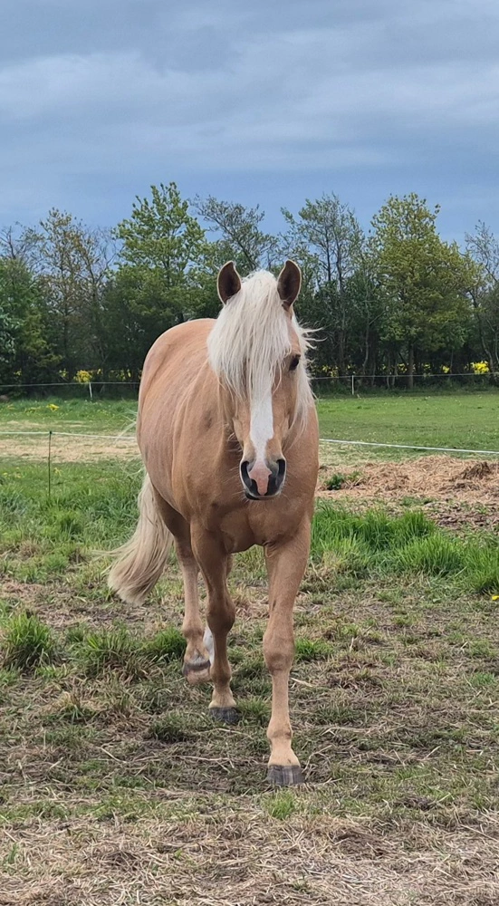 Eva Eriksen håber, at hendes palominohingst bliver hendes kommende avlshingst. 