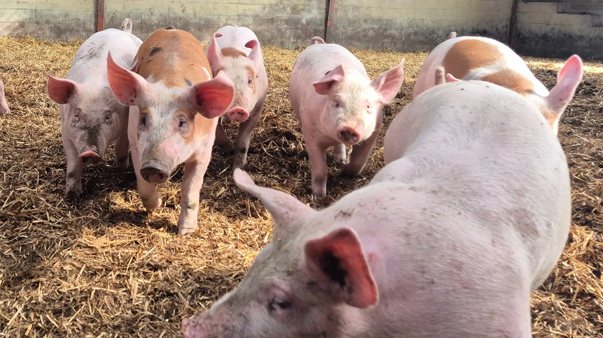 Alt kød sælges på frost. Også grisene, som slagtes på Sæby Gårdslagteri, hvor Kirsten kører afsted med fem grise ad gangen i sin hestetrailer. 
