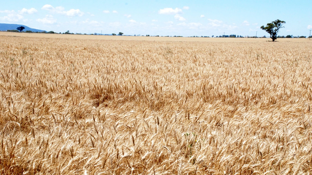 Nedbør i maj har løftet forventningerne til hvedeproduktionen i dele af Australien, men landmændene er fortsat afhængige af mere regn senere på sæsonen. Arkivfoto