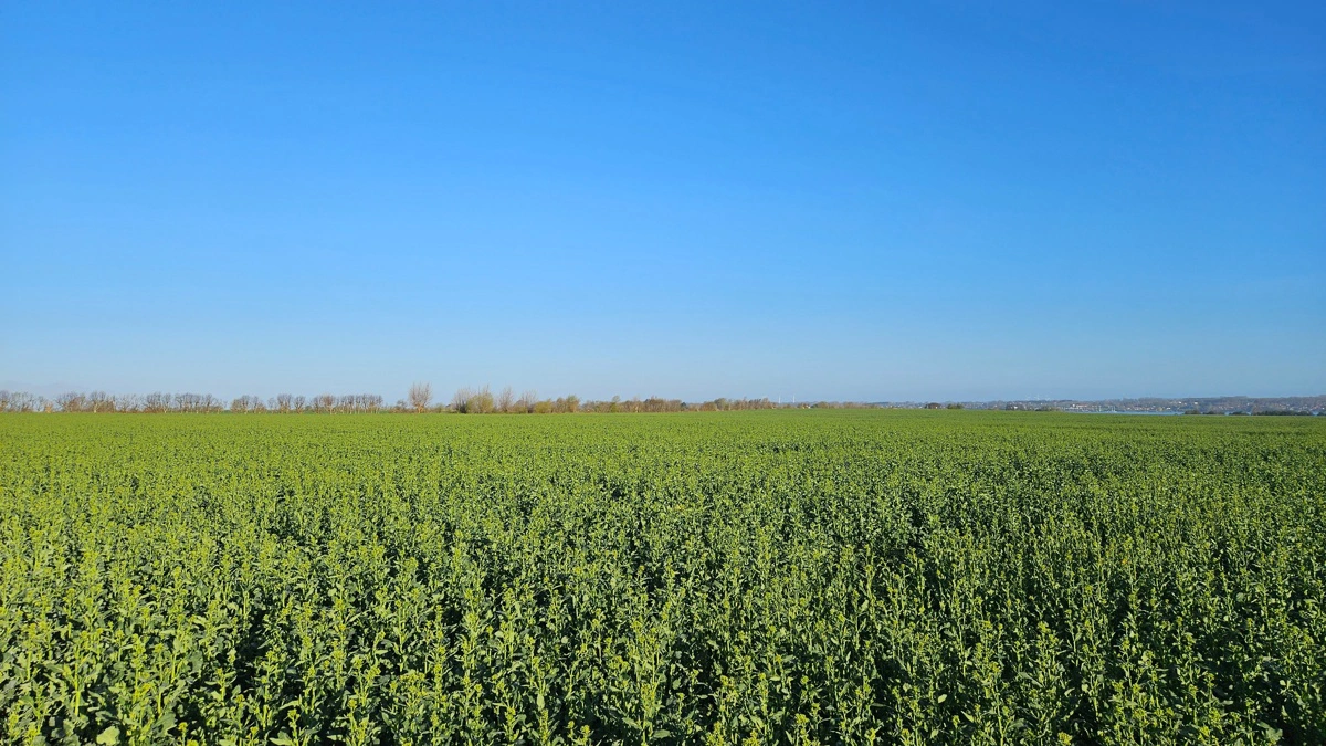 Tørke, høje gødningspriser og et mindre dyrkningsareal har fået forventningen til den australske rapshøst til at falde markant. Det understøtter de globale rapspriser, vurderer AgroMarkets. Arkivfoto: Camilla Bønløkke