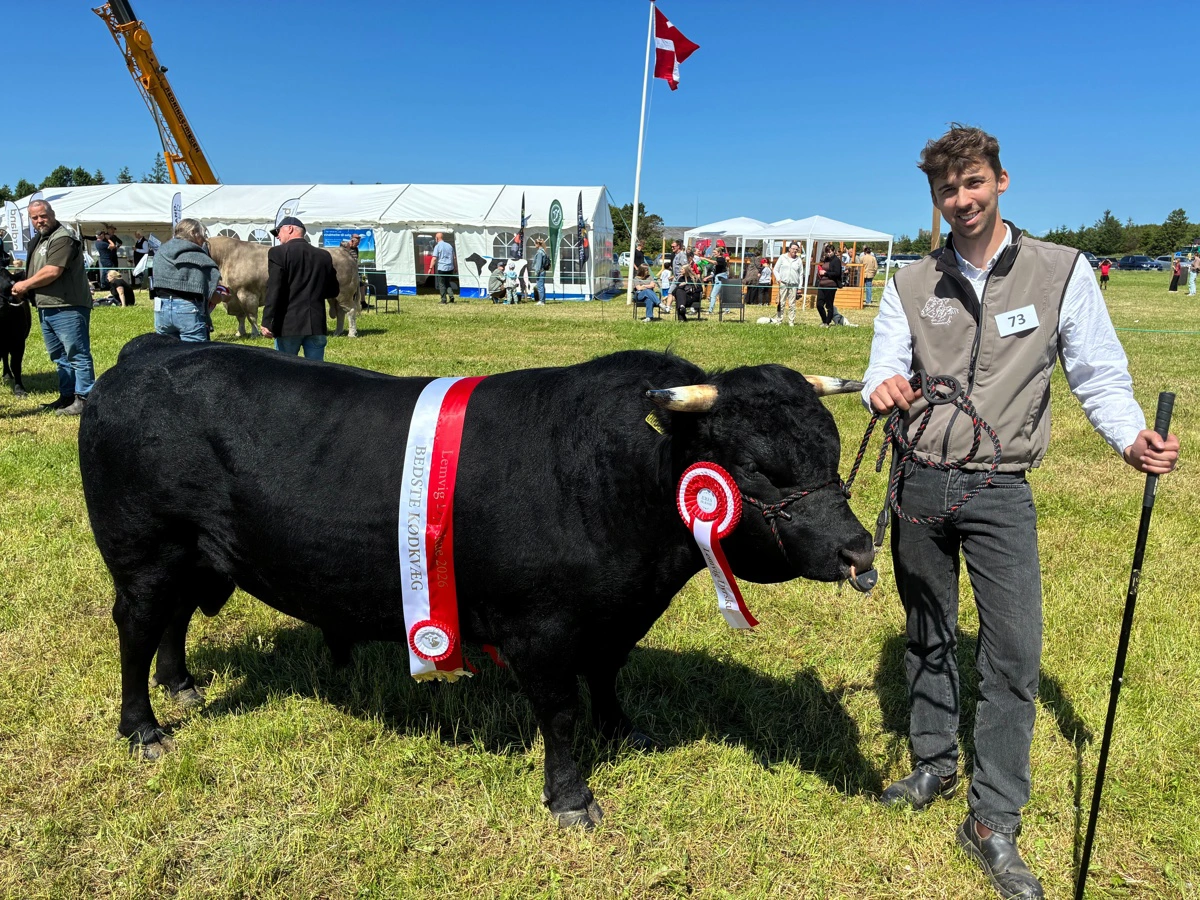 Bedste kødkvæg og bedste handyr: Dexter fra Martin Lodahl Larsen, Handbjerg.