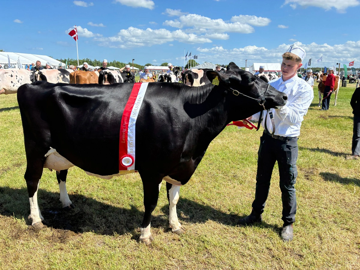Bedste Holstein, bedste ældre Holstein og bedste yver: Esper Agger, Hygum.