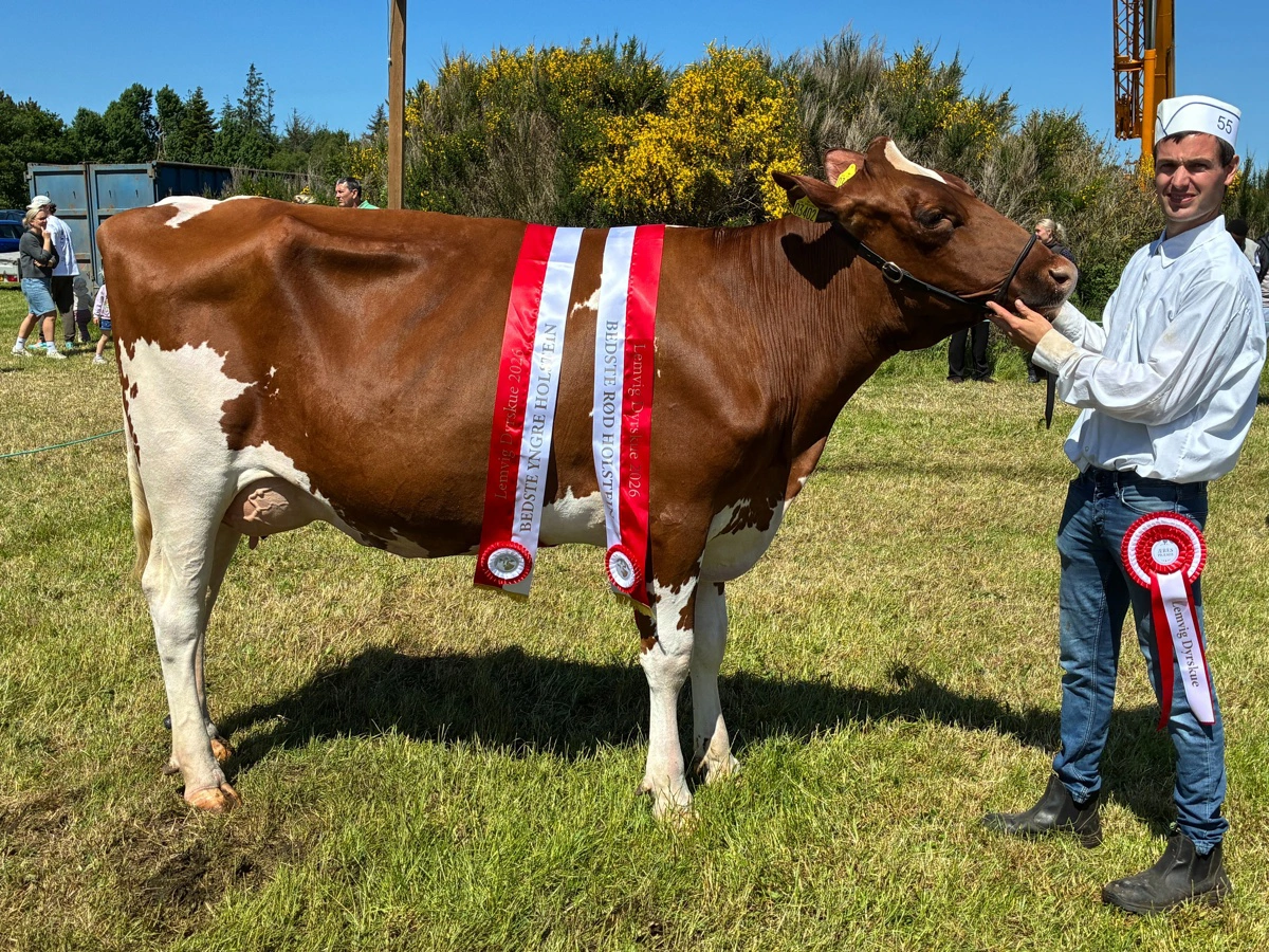 Bedste yngre Holstein og bedste DRH: Martin Mouridsen, Hanning.