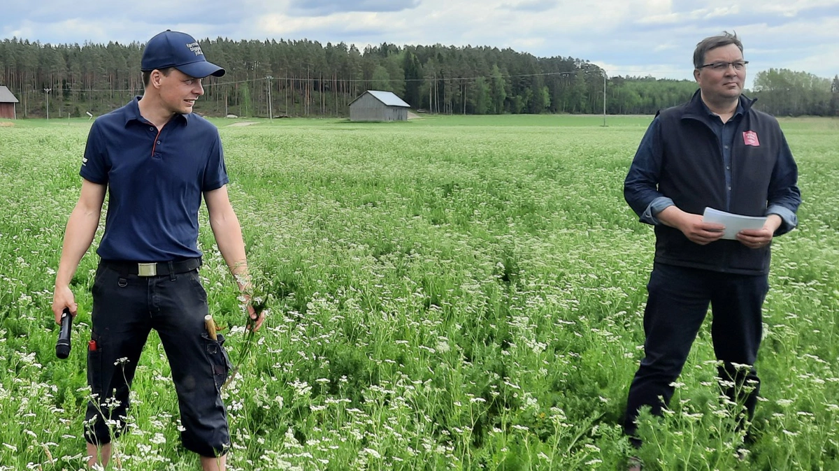 I foreløbig to år har Ilmari Hunsa (tv.) haft kontrakt med firmaet Trans Farm, hvis repræsentant (th.) her fortæller, at der er behov for langt flere arealer med kommen i Finland.