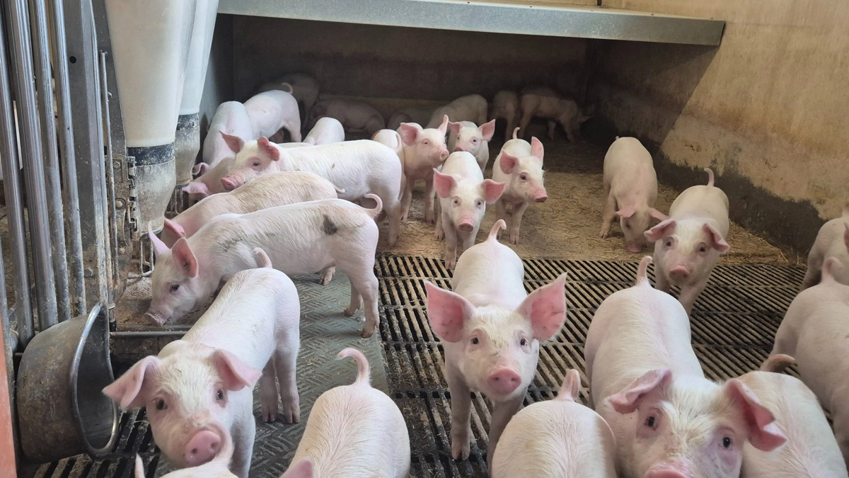 Foderproducenten R2 Agro øger overskuddet til 10,8 millioner kroner via vækst i oversøiske markeder og satser videre trods global uro. Arkivfoto: Tenna Bang