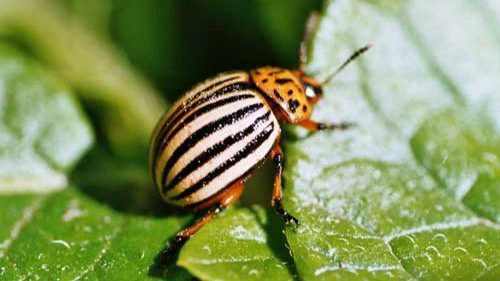 Et af de mere markante udviklingsområder inden for planteværn er RNAi-teknologi. Her udvikles der eksempelvis på et produkt, der lander specifikt på colorado-billen i en kartoffelmark. Arkivfoto