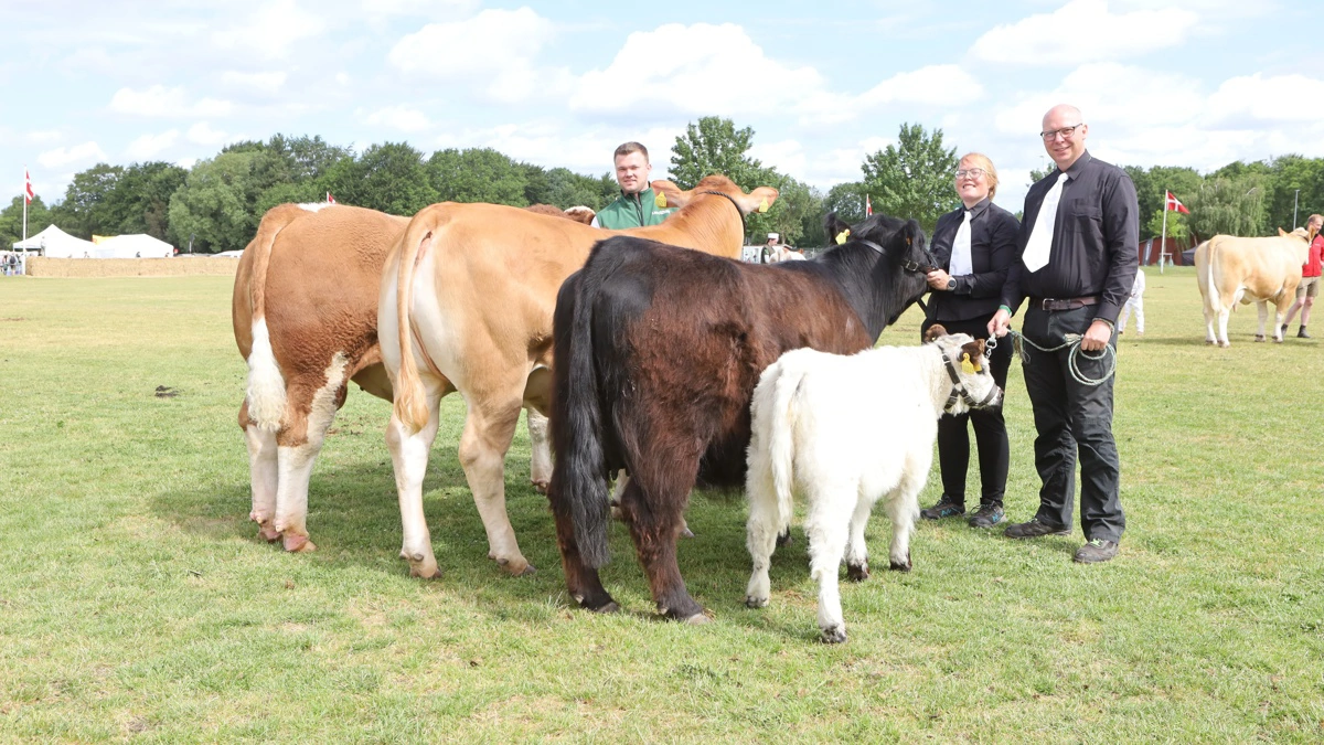 De tre interbreed-vindere indenfor kødkvæg. Fra venstre er det simmentalertyren fra Rasmus Bjerg i Nårup, limousinekvien fra Erik Egsgaard, Vorbasse, samt Galloway-koen med kalv fra Nanna Kjær Fuglsang, Tåsinge. Foto: Erik Hansen

