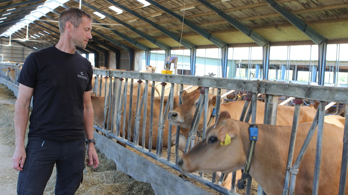 Davidsen Landbrug risikerede i første omgang at stå uden mulighed for at få hentet mælk fra på mandag. Arkivfoto: Anne Wolfenberg