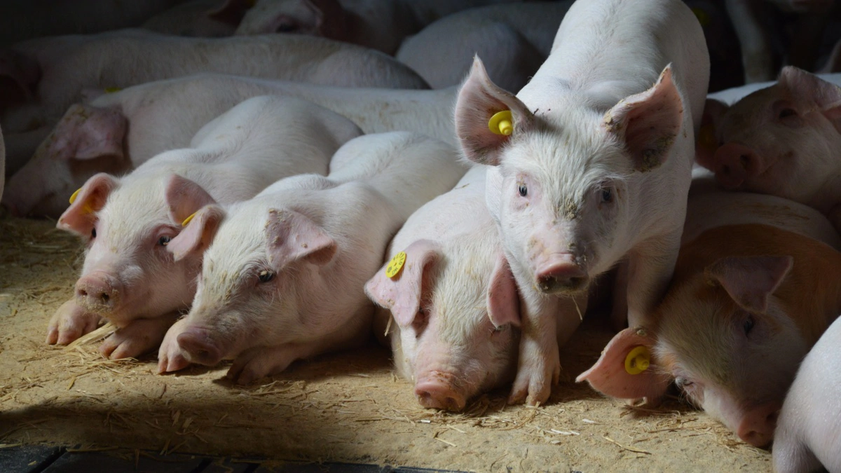 På Tingvejgård på Als har der hidtil været problemer med streptokokker hos smågrisene. Helhedsorienteret rådgivning var løsningen. Arkivfoto: Camilla Bønløkke
