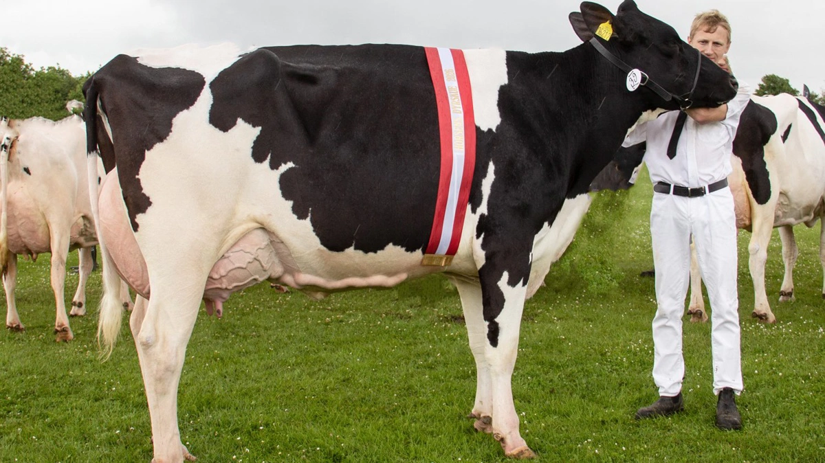Bedste 2. kalvs ko inden for holsteinracen blev nr. 5212 fra I/S Torp Søgaard ved Østbirk.