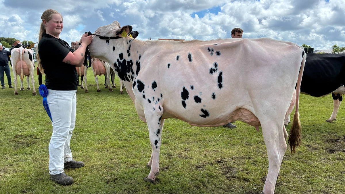 Klim Fjordholme kunne også glæde sig over sejren i konkurrencerne om både skuets bedste Holstein og bedste yngre Holstein.