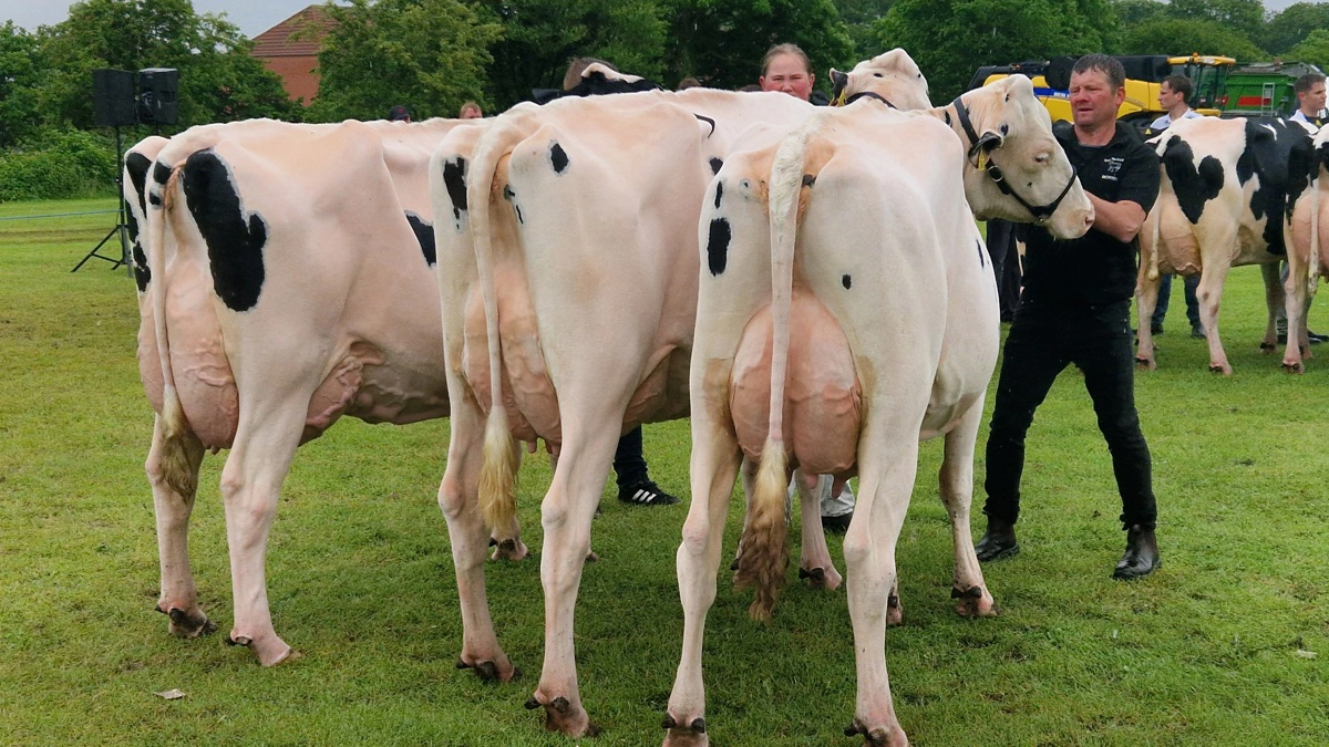 Klim Fjordholme vandt titlen som skuets bedste Holstein-gruppe ved Dyrskuet Thy-Mors.