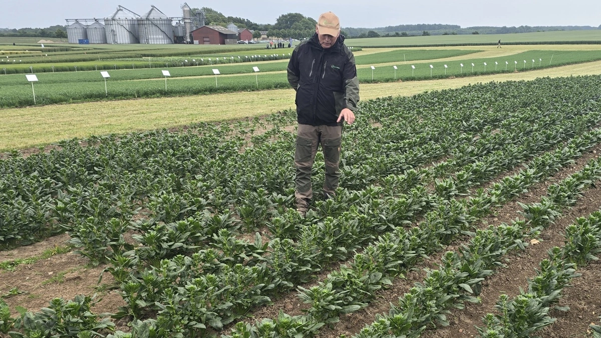 Denne spinat er for få uger siden striglet mekanisk mellem rækkerne, så afgrøden næsten var dækket med jord. Men spinaten er hurtig kommet fint i vækst igen, viser konsulent fra Jensen Seeds.