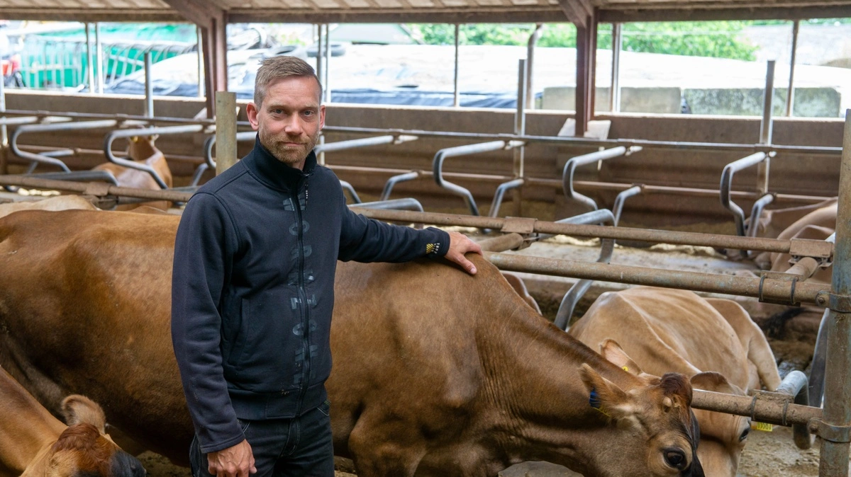 Casper Bo Madsen driver en kvægbesætning med 215 jerseykøer ved Nr. Aaby på Vestfyn. Fotos: Søren Nørgaard