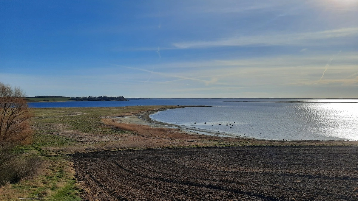 Roskilde Fjord er både levested for flere sårbare fuglearter og omdrejningspunkt for en større naturindsats. Årets fugletælling viser fremgang for blandt andet terner og klyder, mens fjordens økosystem fortsat er sårbart efter en hård vinter. Arkivfoto: VKST
