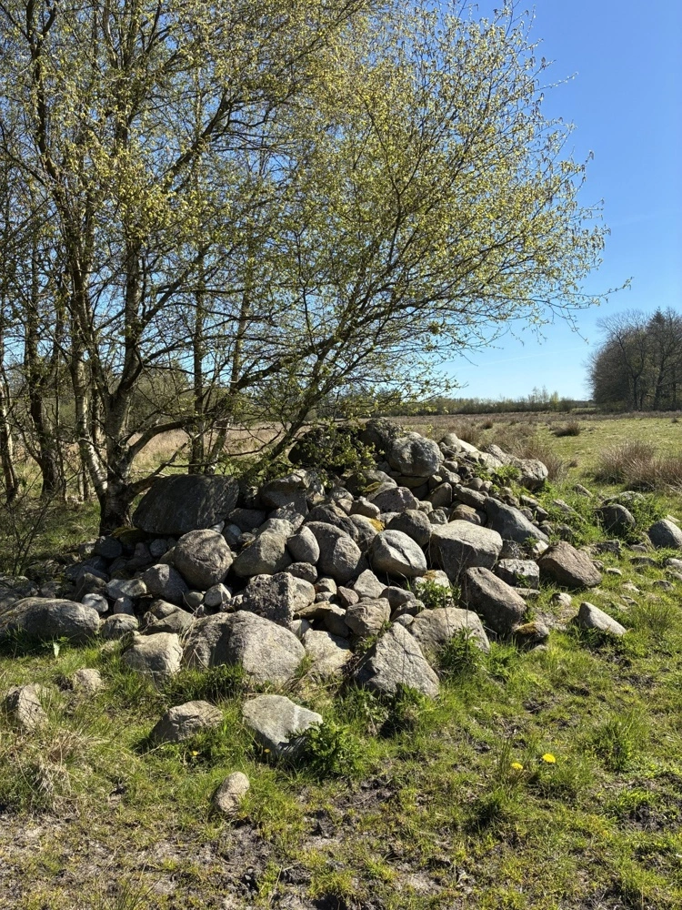 En stenbunke, der alligevel samles på marken før høst, kan blive et værdifuldt levested for padder, krybdyr og mange insekter, hvis den placeres rigtigt. Foto: Patriotisk Selskab
