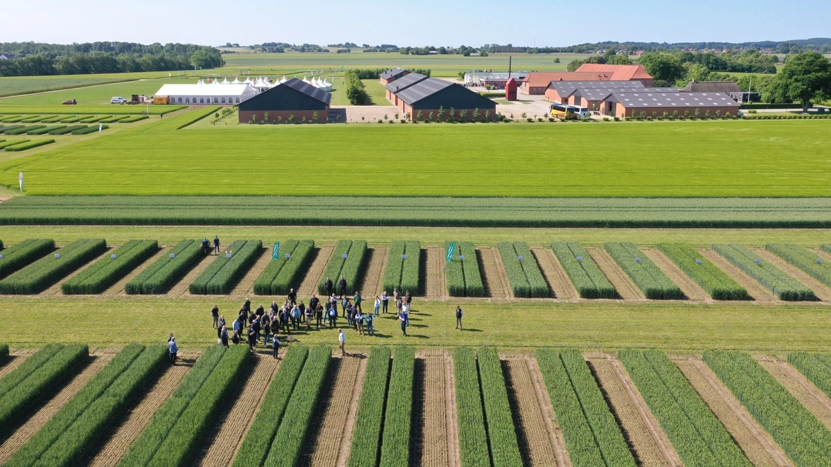 Hos Sejet Planteforædling ved Horsens forventer man, at den nye genteknolog vil blive et vigtigt redskab i udviklingen af kommende hvedesorter. Foto: Eksternt