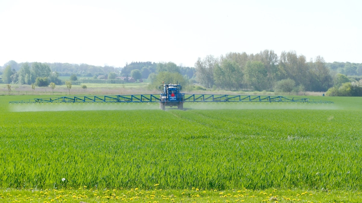 Udviklingen mod færre svampesprøjtninger i hvede forventes at gå meget stærkere med den nye genteknologi og med mere svamperesistente sorter. Arkivfoto