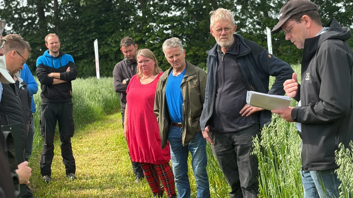 Velbesøgt markvandring i økologiske forsøgsmarker ved Rødekro. Fotos: Henriette Lemvig