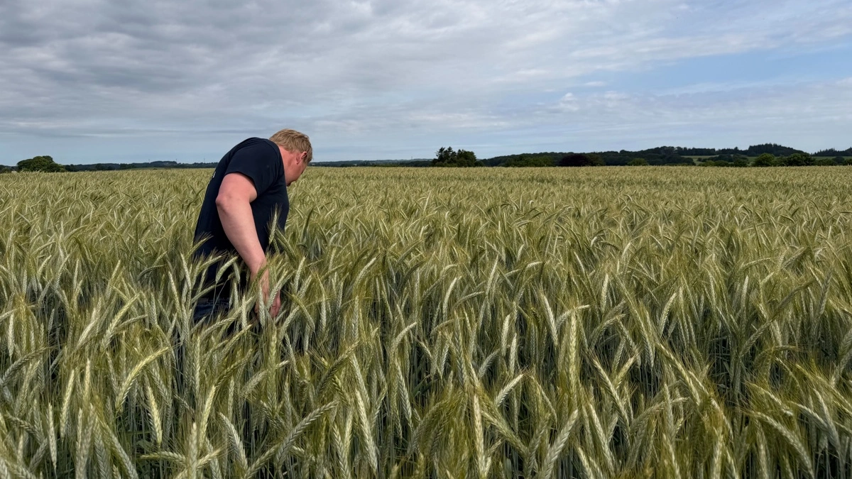 Hos Anders Jokumsen har triticale skubbet andetårshvede ud af markplanen. Her befinder han sig i opformeringsmarken med den nye sort fra Sejet, der bærer navnet Tirrano. Fotos: Kasper Stougård 