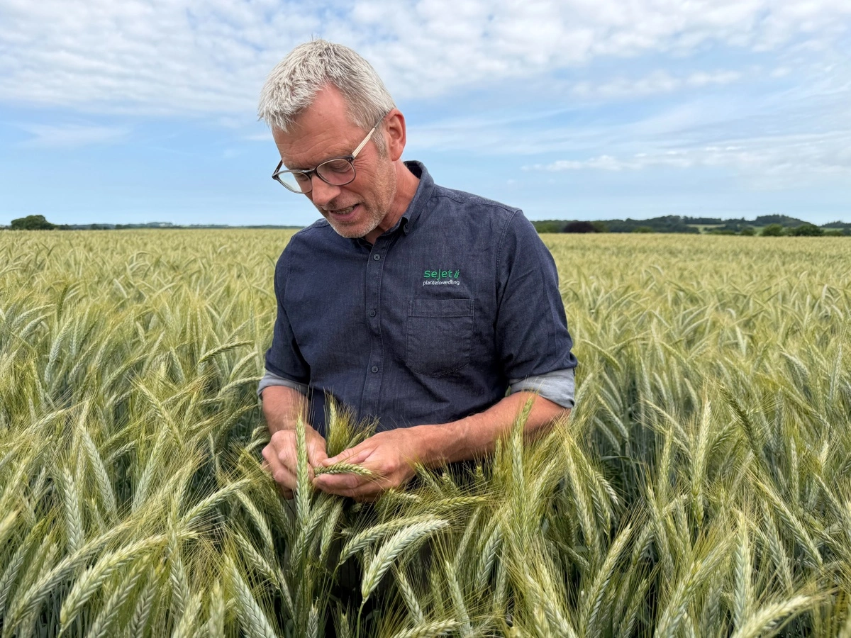 Triticaleforædler ved Sejet Planteforædling, Jens Bagge, påpeger, at planteforædlerens opgave er at være på forkant. Det mener han, at man har været med Tirrano. 