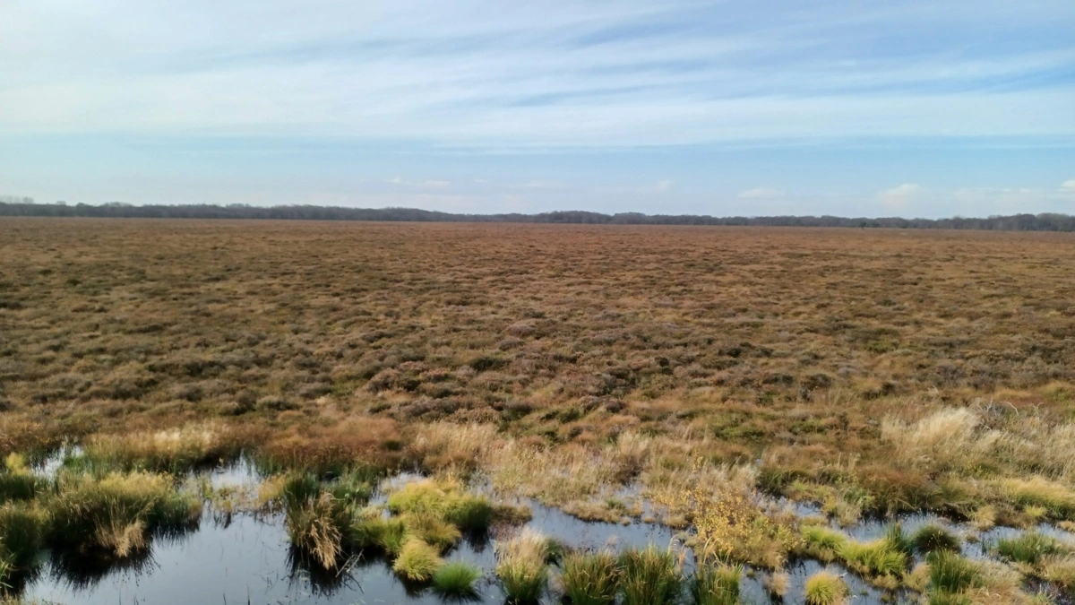 Bliver projektet i Store Vildmose gennemført, vil det reducere udledningen af CO2 med omkring 70.000 ton årligt. Arkivfoto: Diana Vigah Adetsu via imaggeo.egu.eu