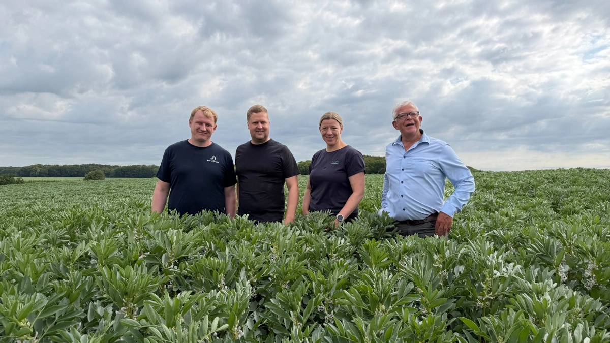 Planteavler Anders Jokumsen sammen med Steffen Thomsen, Linda Kærgaard Nielsen og Ole Andersen fra Sejet Planteforædling i opformeringsmarken ved Svejstrup Østergaard. 